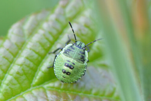 Green Shield Bug