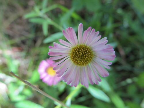 Erigeron karvinskianus