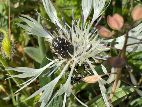 Apple Blossom Beetle