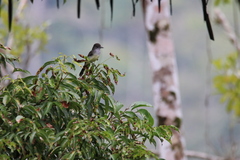 Myiarchus tuberculifer