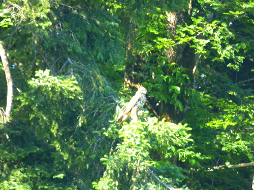 Common Buzzard