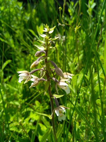 Marsh Helleborine