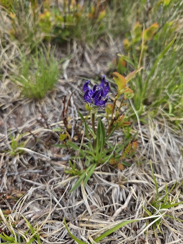 Foto de Phyteuma confusum