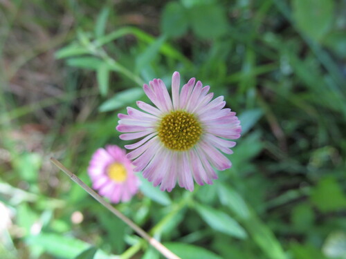 Erigeron karvinskianus
