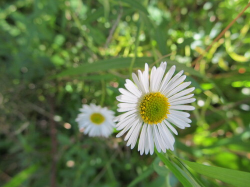 Erigeron karvinskianus