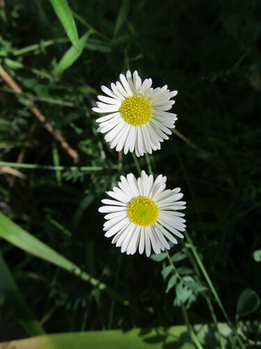 Erigeron karvinskianus