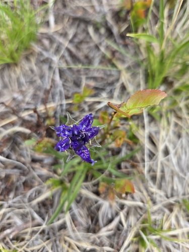 Foto de Phyteuma confusum