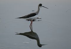 Himantopus himantopus