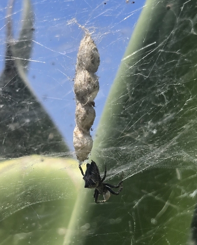 Tropical Tent-web Spider