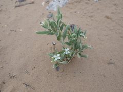 Dimorphocarpa wislizeni