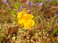 Erythranthe microphylla
