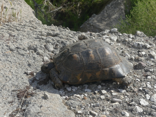 Marginated Tortoise