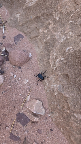Pitted Beetle
