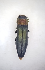 Agrilus pratensis