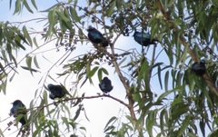 Lamprotornis chloropterus