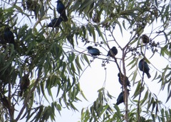 Lamprotornis chloropterus