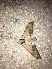 Ambulyx sericeipennis