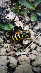 Dolichovespula sylvestris