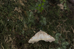 Achrosis rufescens