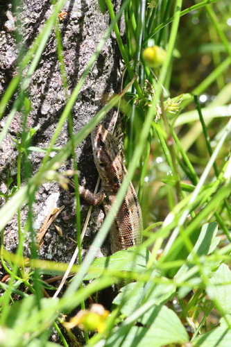 Carniolan lizard, Provincia di Bergamo, Italia, photo 7 of 10