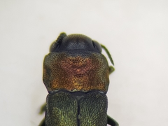Agrilus pratensis