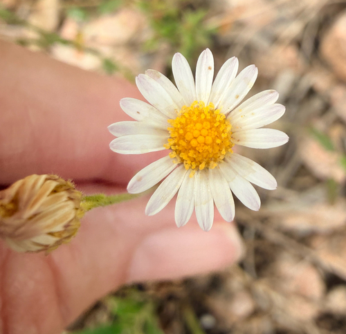 Lazy Daisy