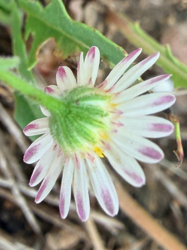 Aphanostephus ramosissimus, photograph 5