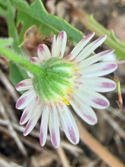 Aphanostephus ramosissimus, photograph (c) Jane Weeden, some rights reserved (CC BY)