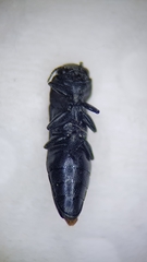 Agrilus pratensis