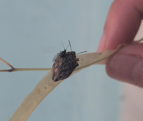 Odontotarsus robustus