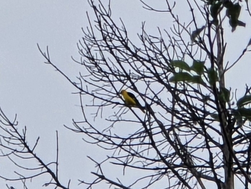 Eurasian Golden Oriole