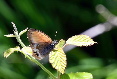 Pearly Heath