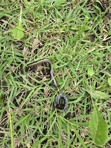 Eastern Slowworm
