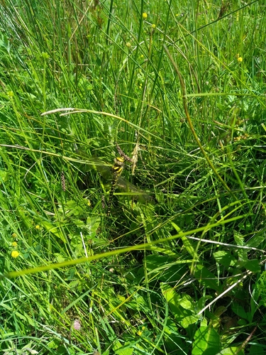 Golden-ringed Dragonfly