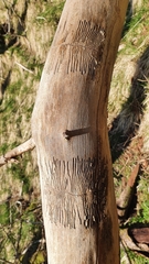 Scolytus