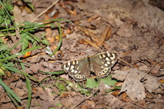 Pararge aegeria