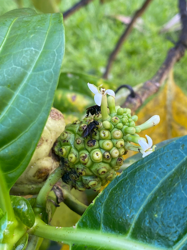 Spiny-legged Stingless bee