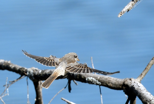 Woodchat Shrike