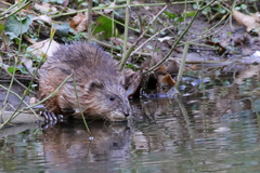 Ondatra zibethicus