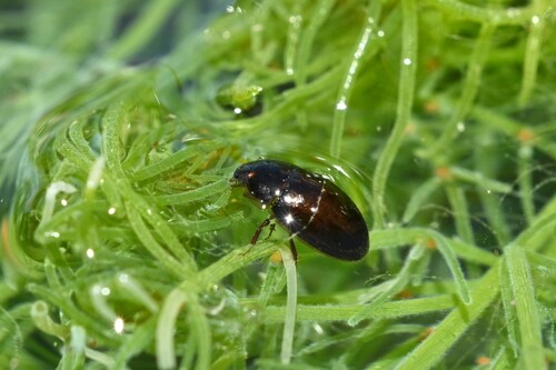 Lateral-lined Water Beetle