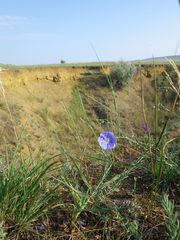 Linum austriacum