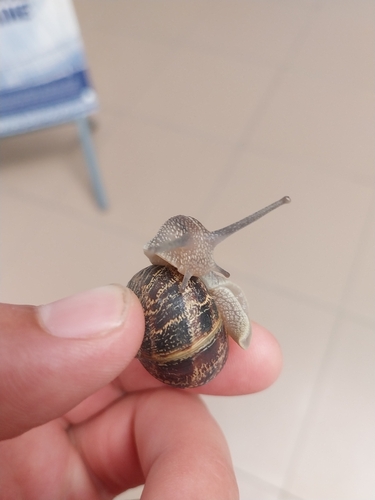 Garden Snail
