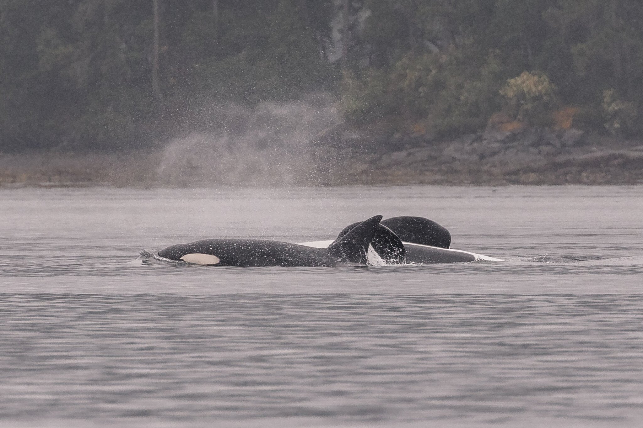 Orcinus orca