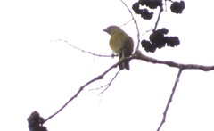 Indicator meliphilus