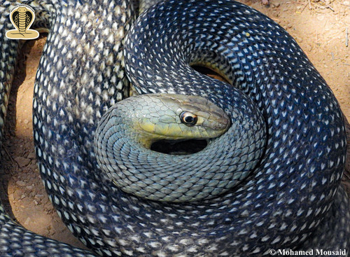 Western Montpellier Snake