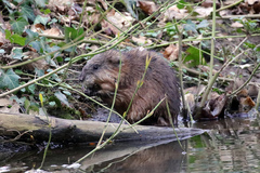 Ondatra zibethicus