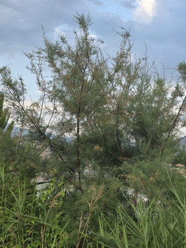 Five-stamen Tamarisk