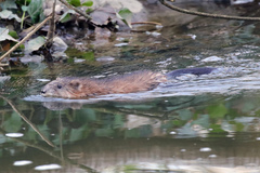 Ondatra zibethicus
