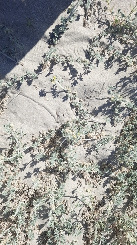 Coastal medick