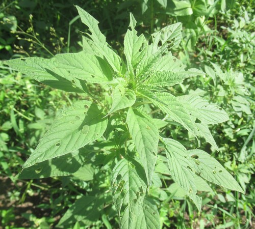 Palmer's Amaranth